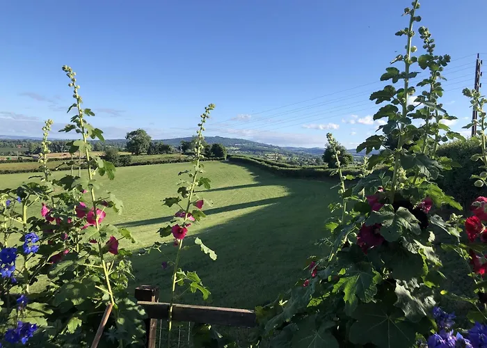 Betula Views Studio
