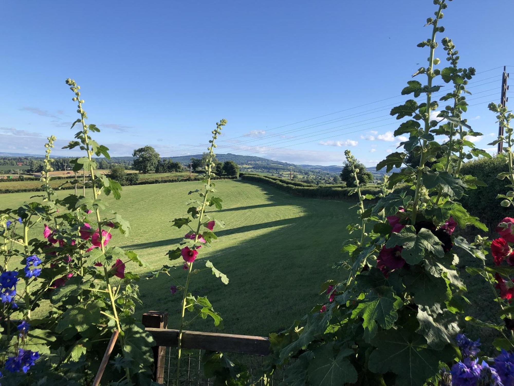 Betula Views