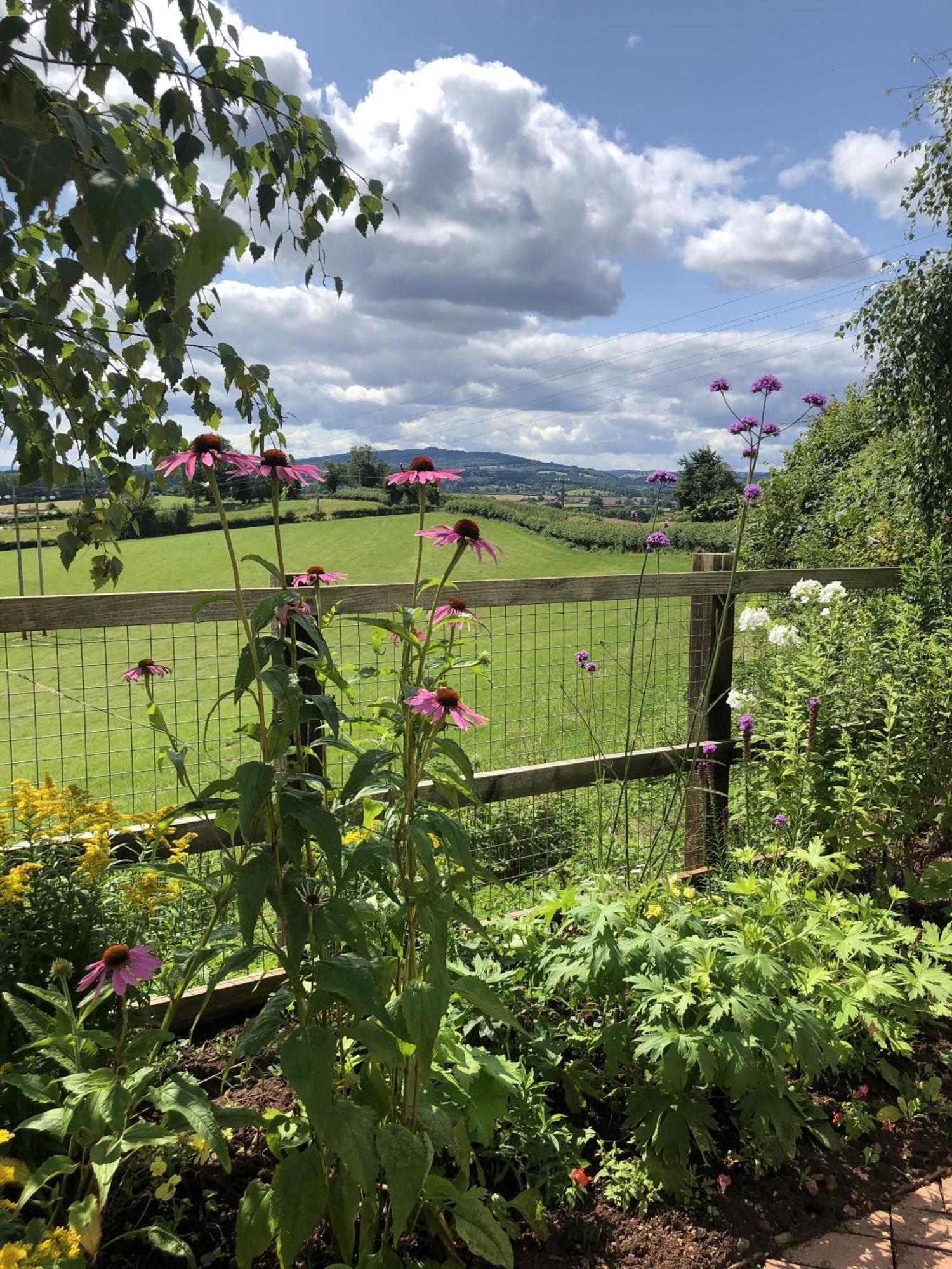 Betula Views * Ньюент