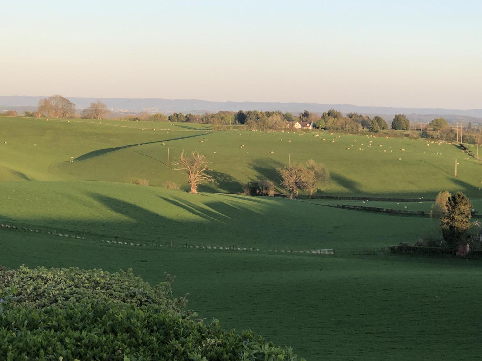 Betula Views